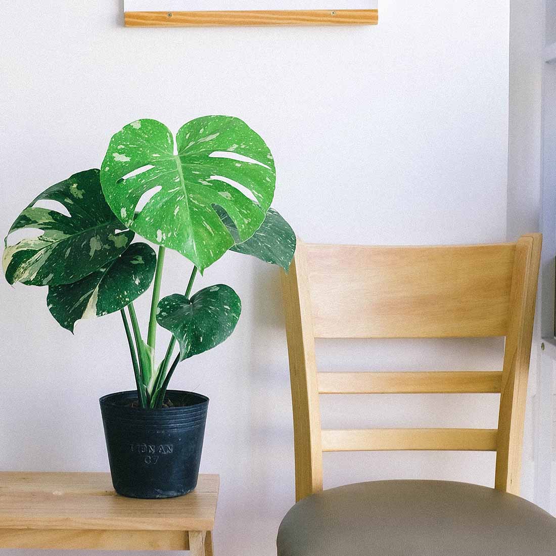 Unveiling the Secrets of Plant Growth