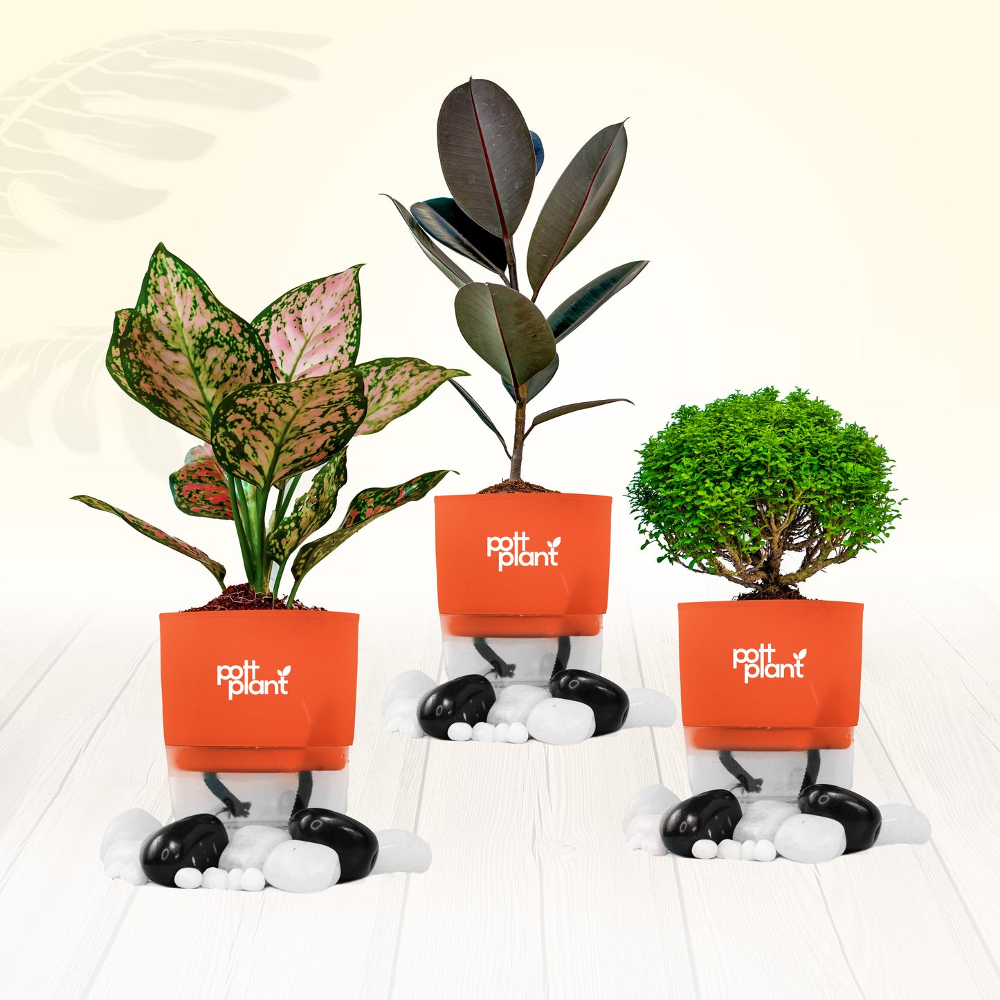 Pottplant Indoor Plant Combo Table Kamini , Aglaonema , Baby Rubber with Orange Pot