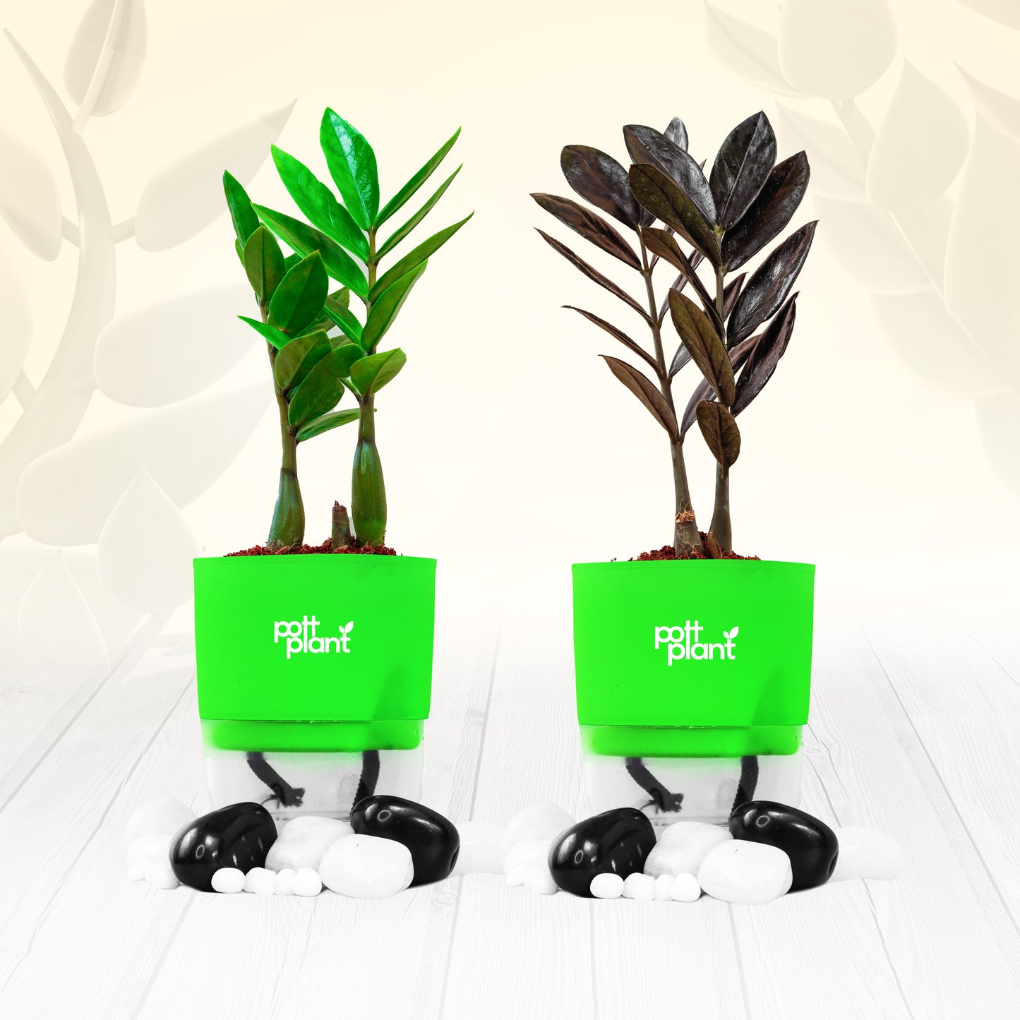 Pottplant Indoor Combo ZZ black and ZZ green Plant with Green pots.