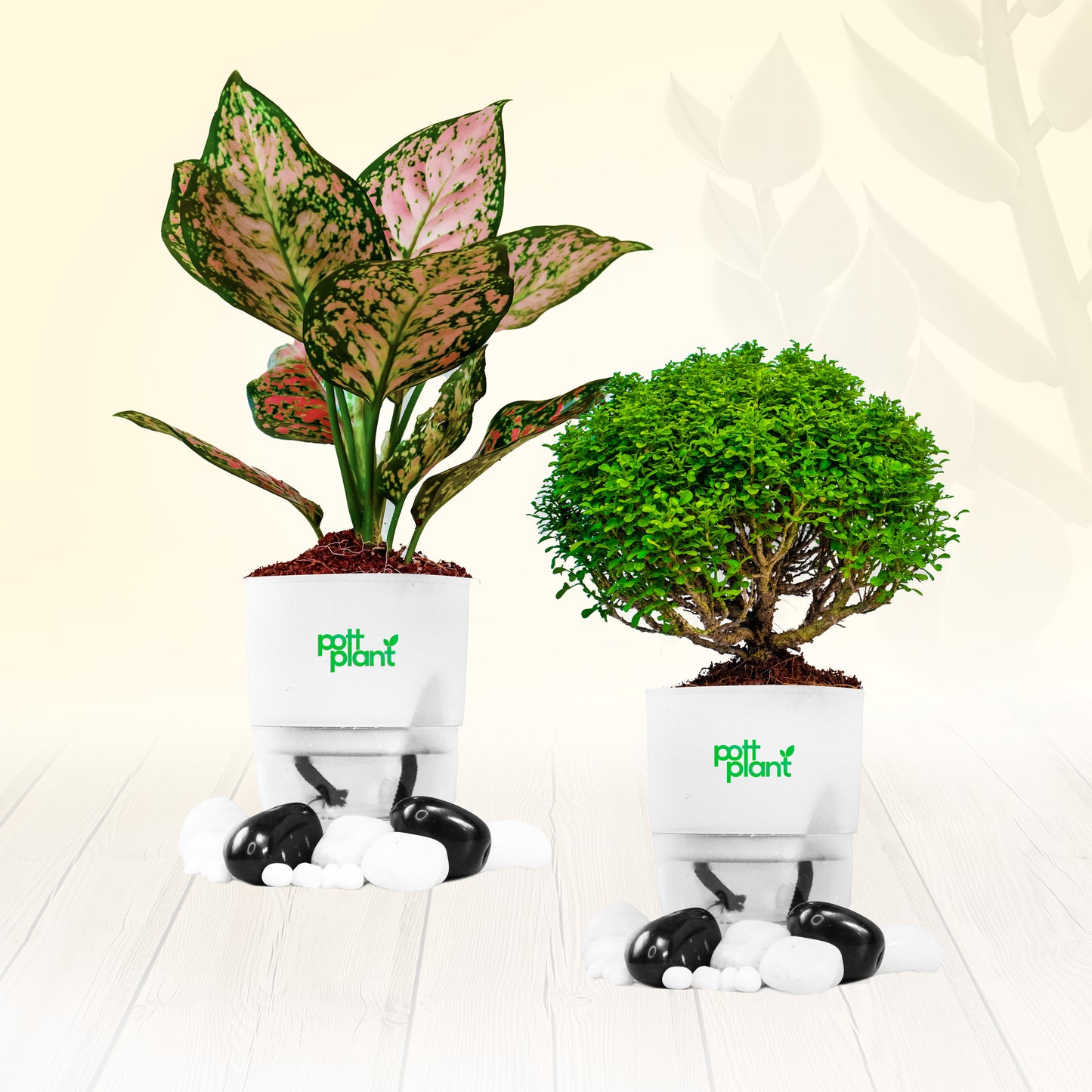 PottPlant Indoor Plant Combo : Table Kamini , Aglaonema with White pot