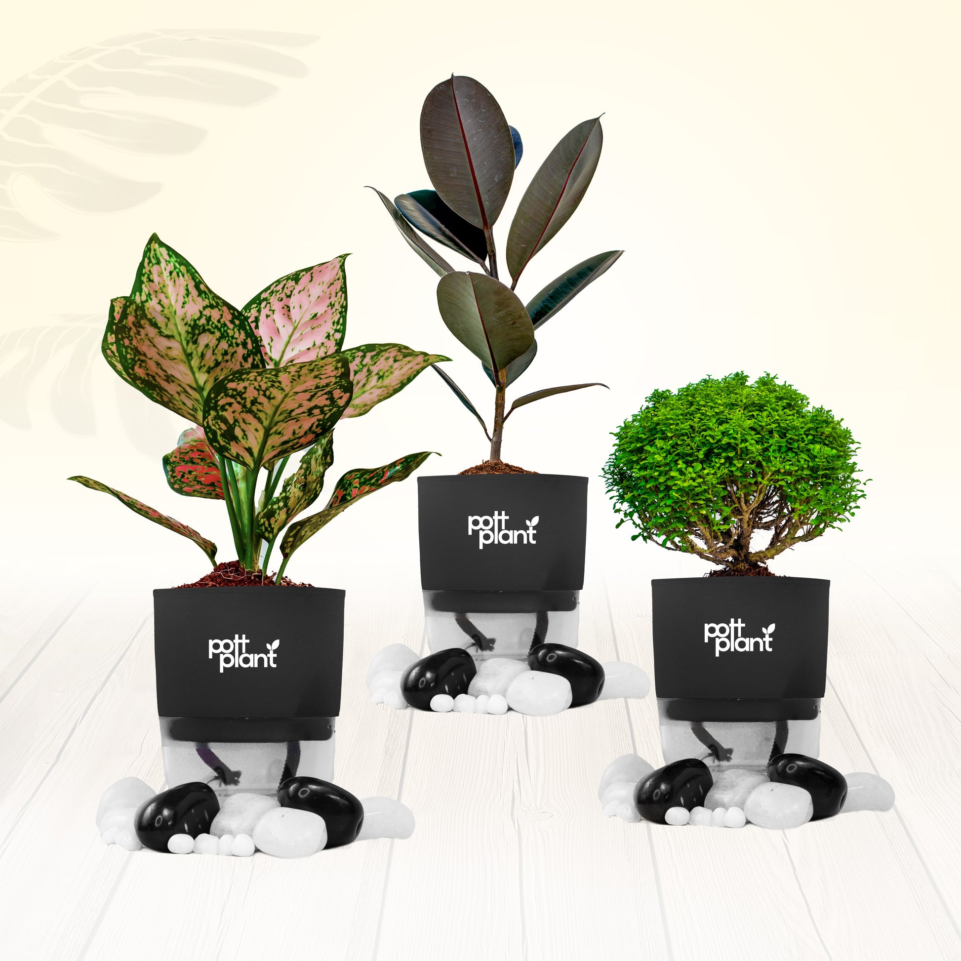 Pottplant Indoor Plant Combo Table Kamini , Aglaonema , Baby Rubber with black Pot