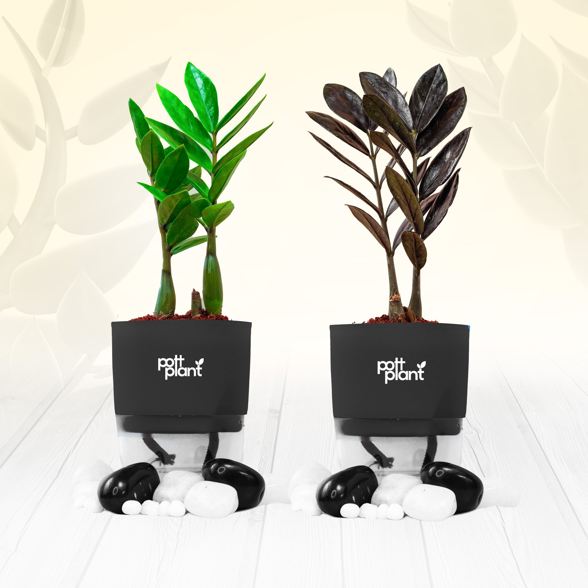 Pottplant Indoor Combo ZZ black and ZZ green Plant with Black pots.