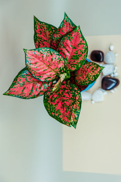 Aglaonema with self watering Pot by PottPlant