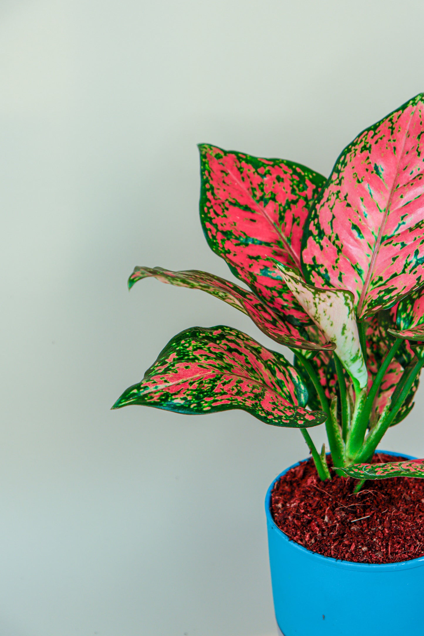 Aglaonema with self watering Pot by PottPlant