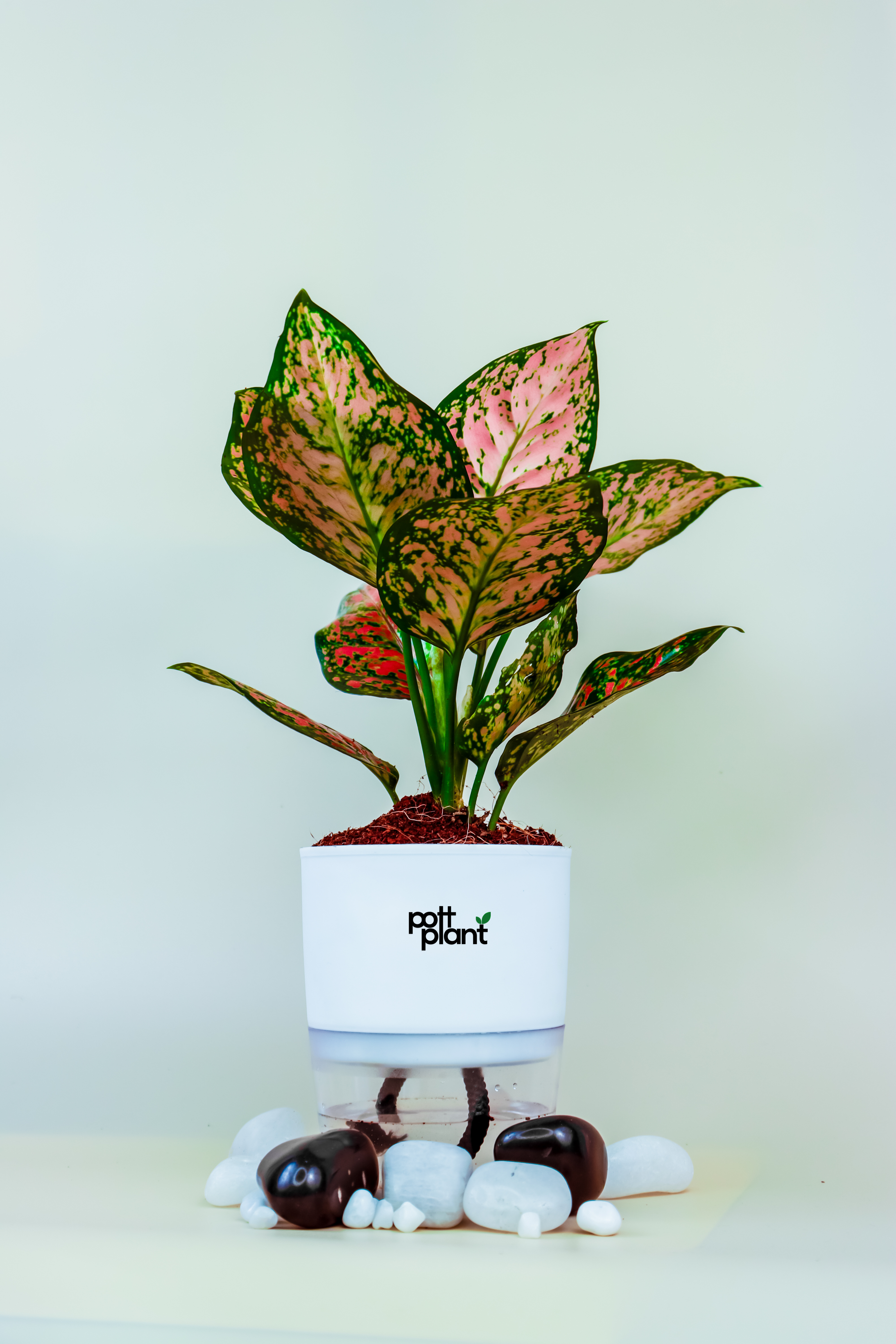 aglaonema watering indoor Aglaonema with self watering Pot by PottPlant
