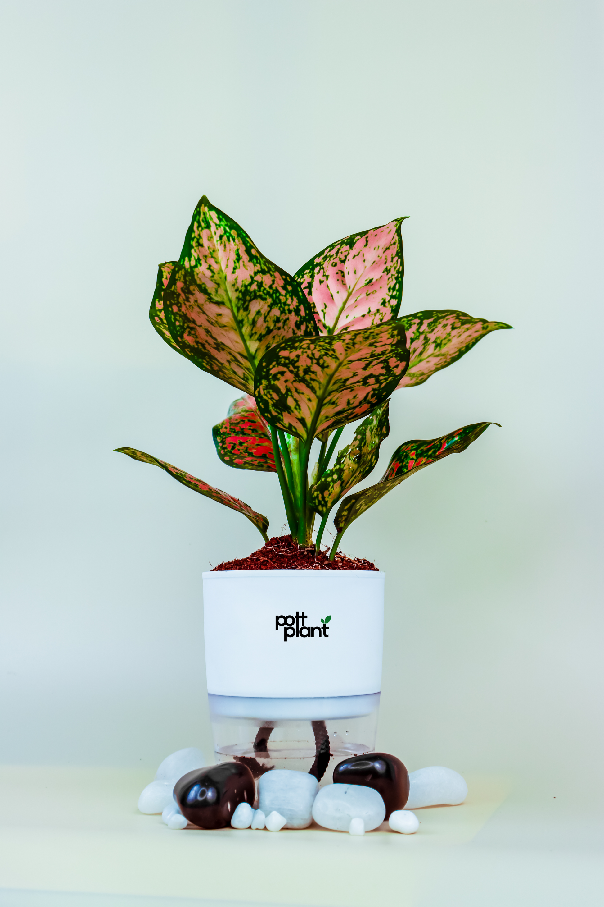 Aglaonema pink with a White self watering pot . this is a indoor plant .  Aglaonema Pink, also known as the Chinese Evergreen Pink . 