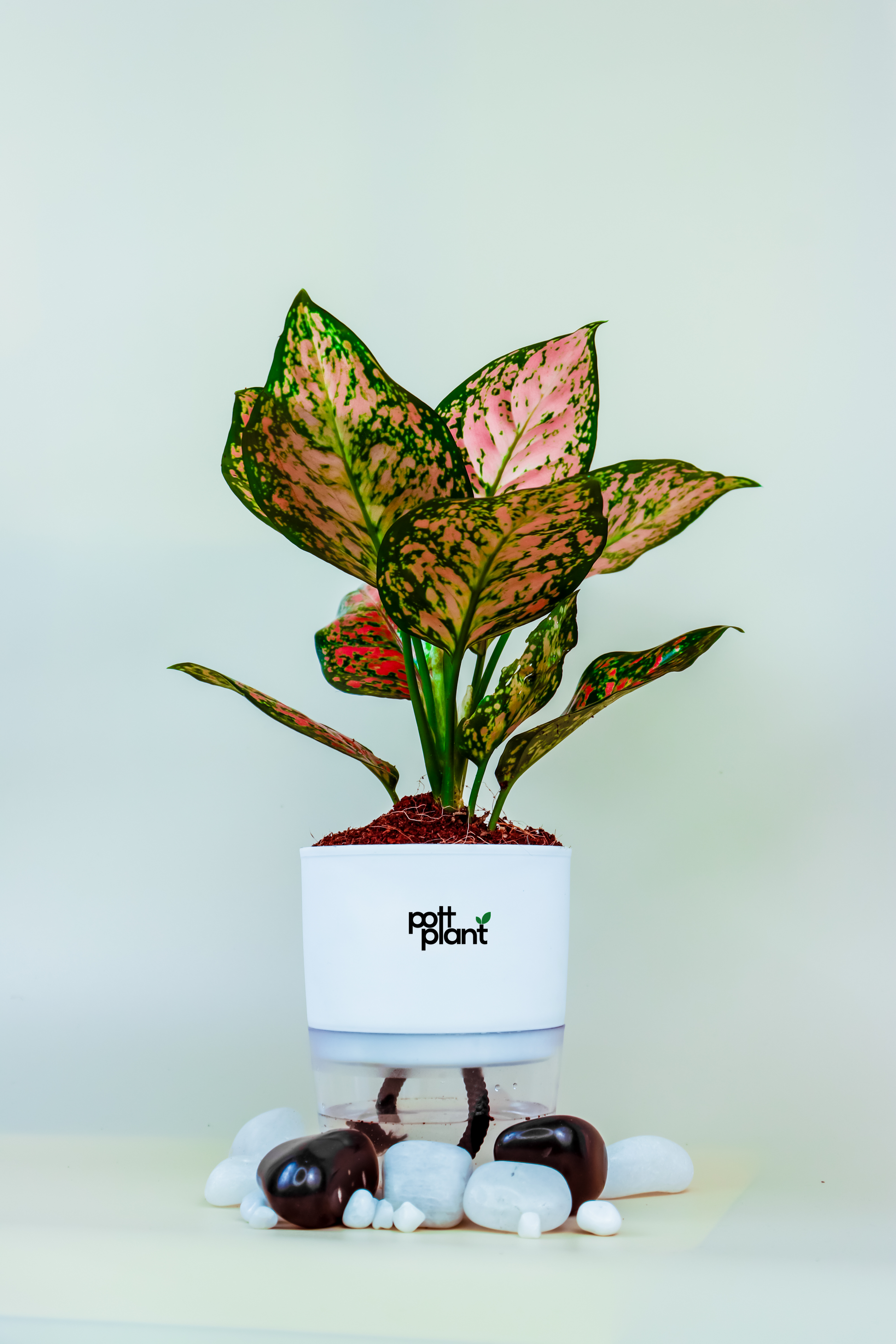 Aglaonema pink with a White self watering pot . this is a indoor plant .  Aglaonema Pink, also known as the Chinese Evergreen Pink .