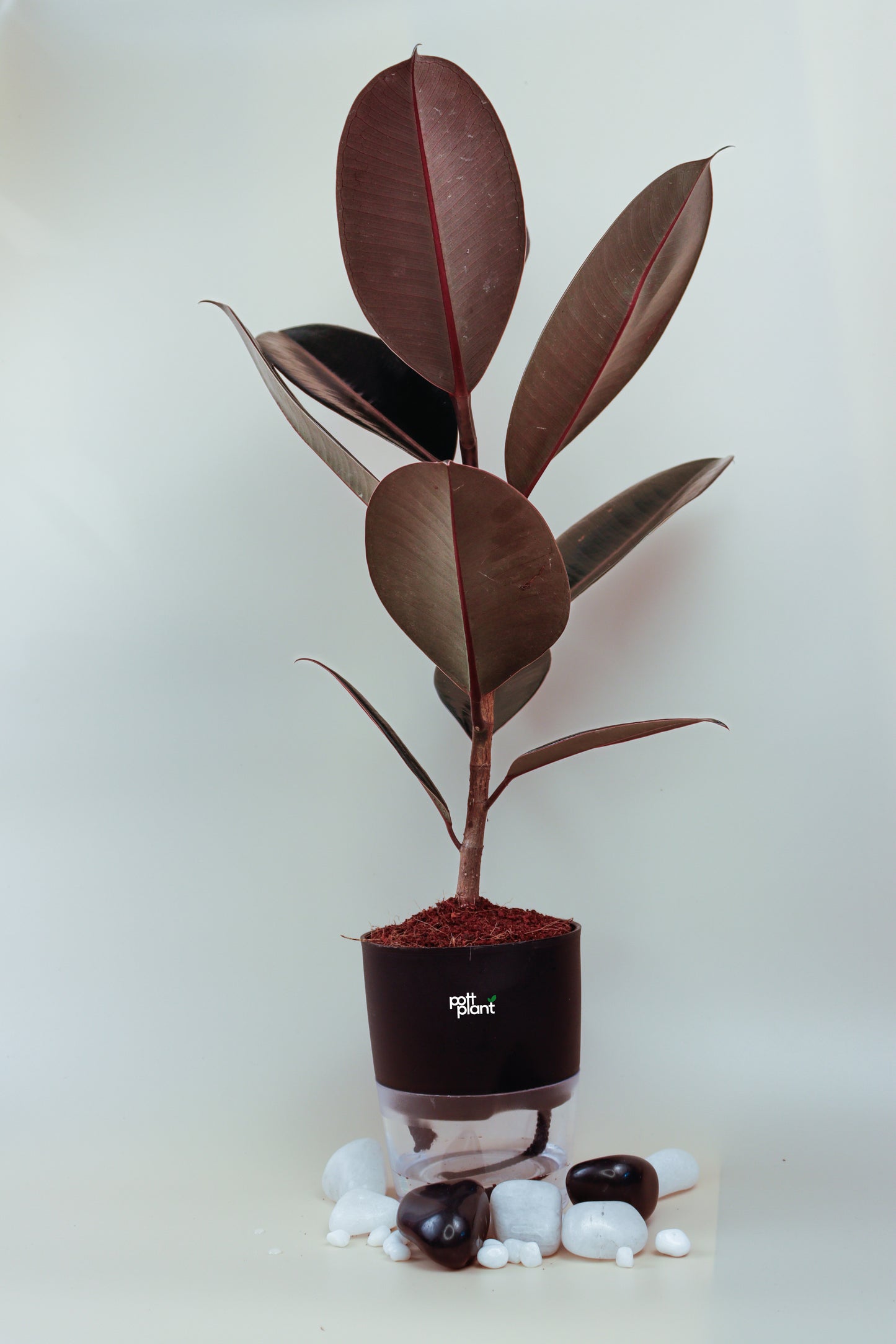 Baby Rubber Plant With Self Watering Pot by PottPlant