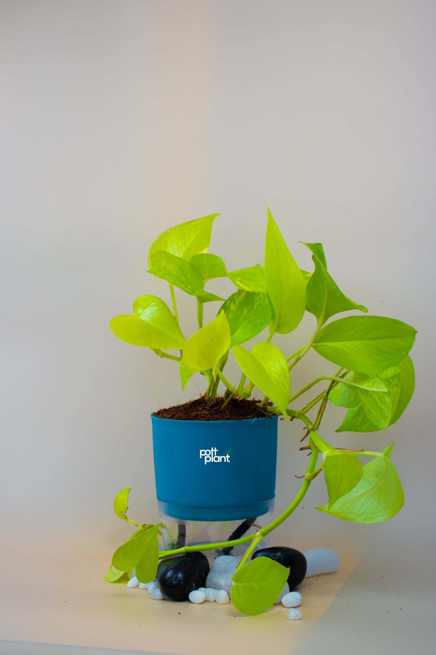 Money Plant With Self Watering Pot by PottPlant