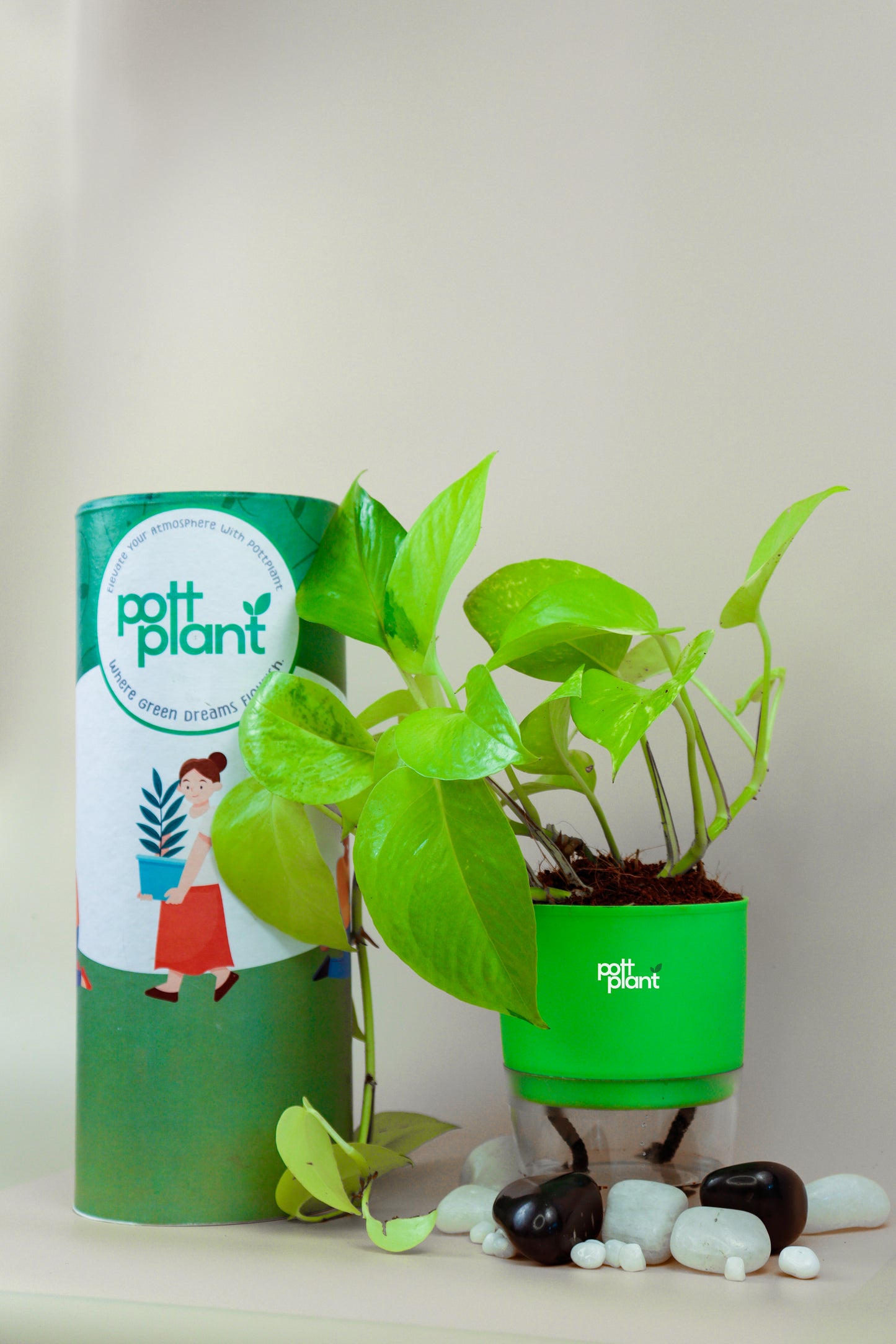 Money Plant With Self Watering Pot by PottPlant