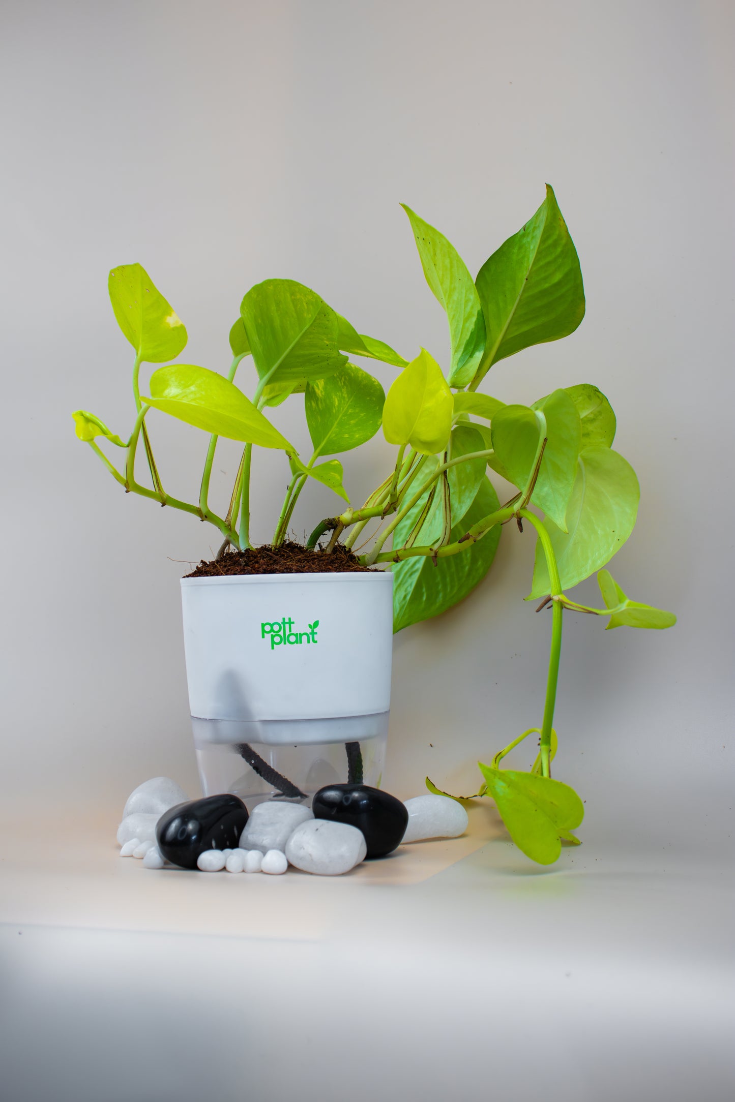 Money Plant With Self Watering Pot by PottPlant
