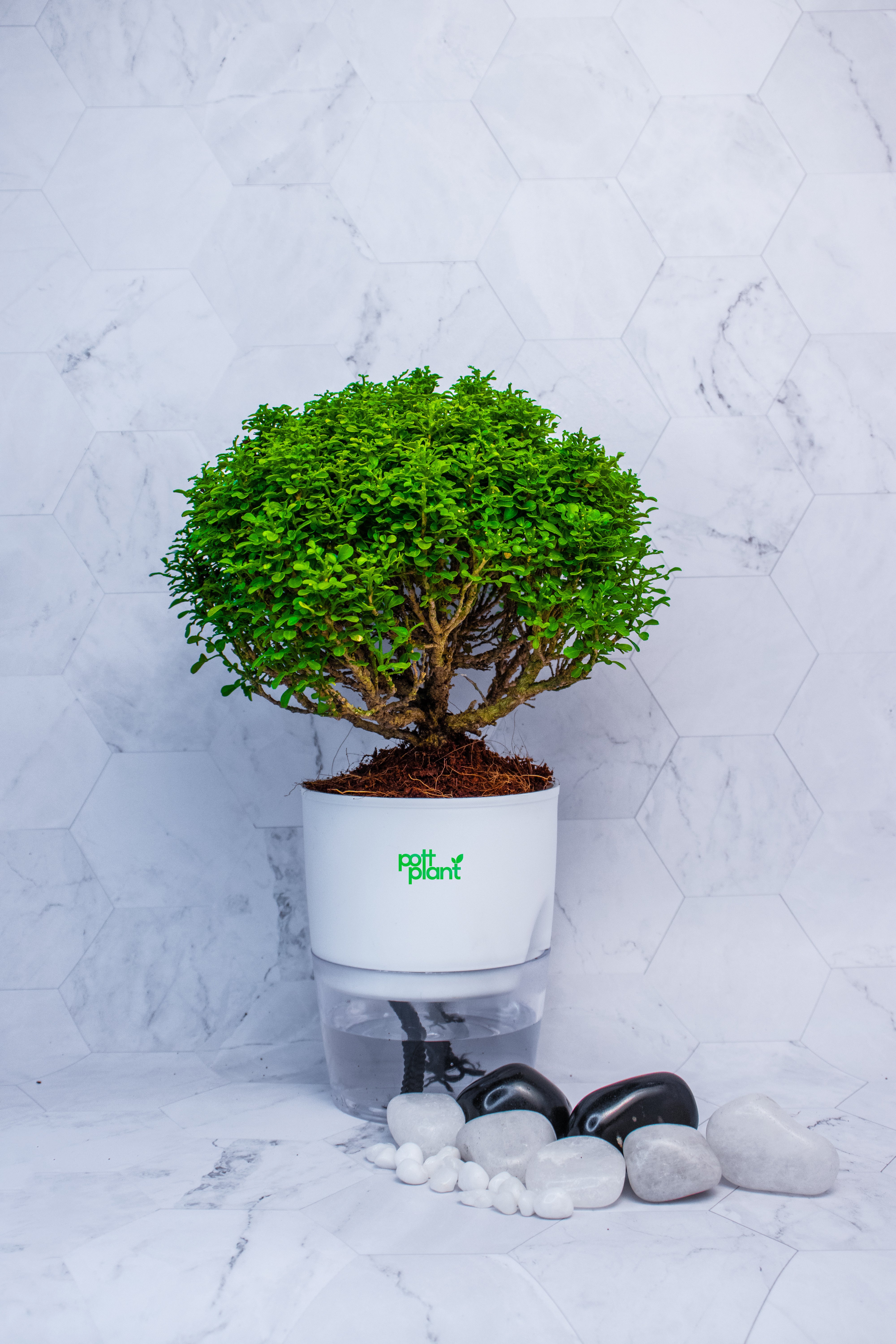 bonsai tree self watering pot Table Kamini Plant with Self Watering Pot – Zero Worry Indoor Plant