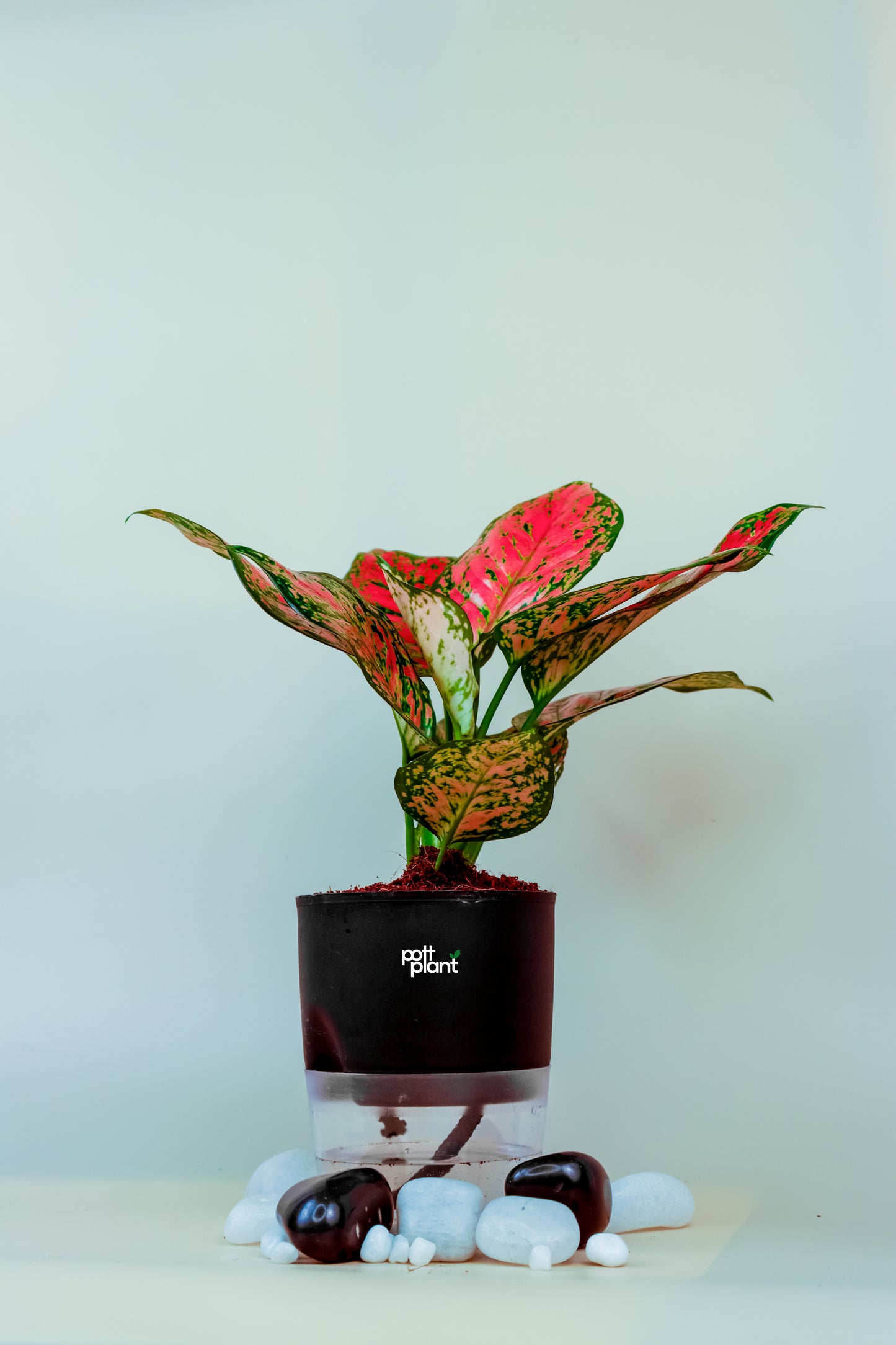 Aglaonema with self watering Pot by PottPlant