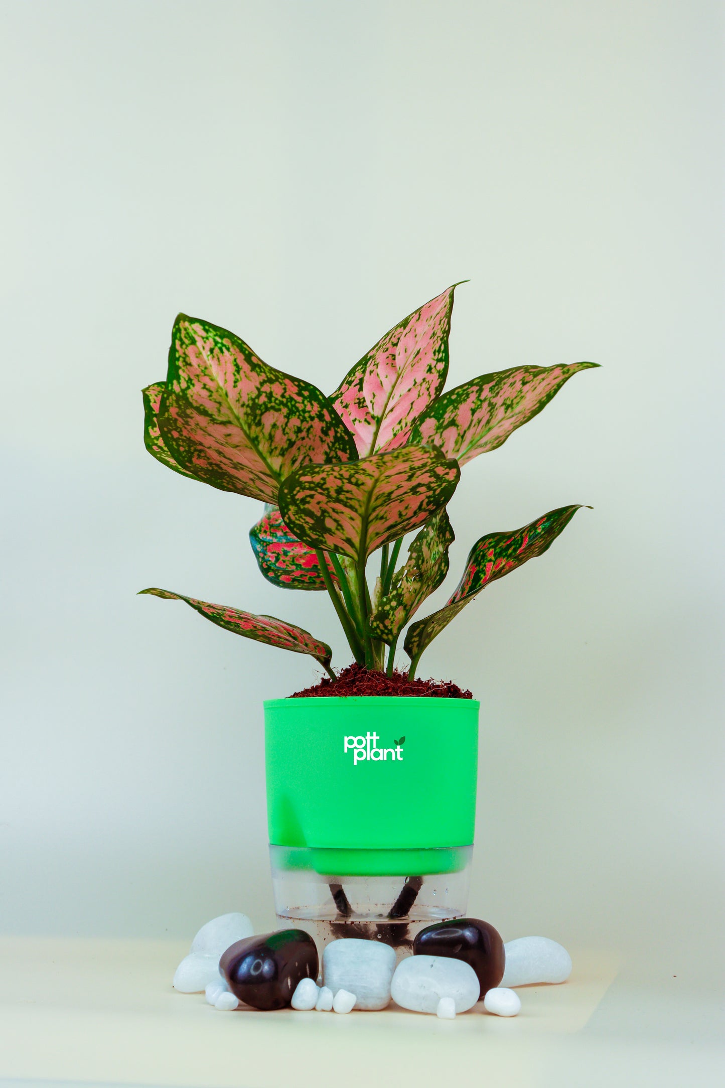 Aglaonema with self watering Pot by PottPlant