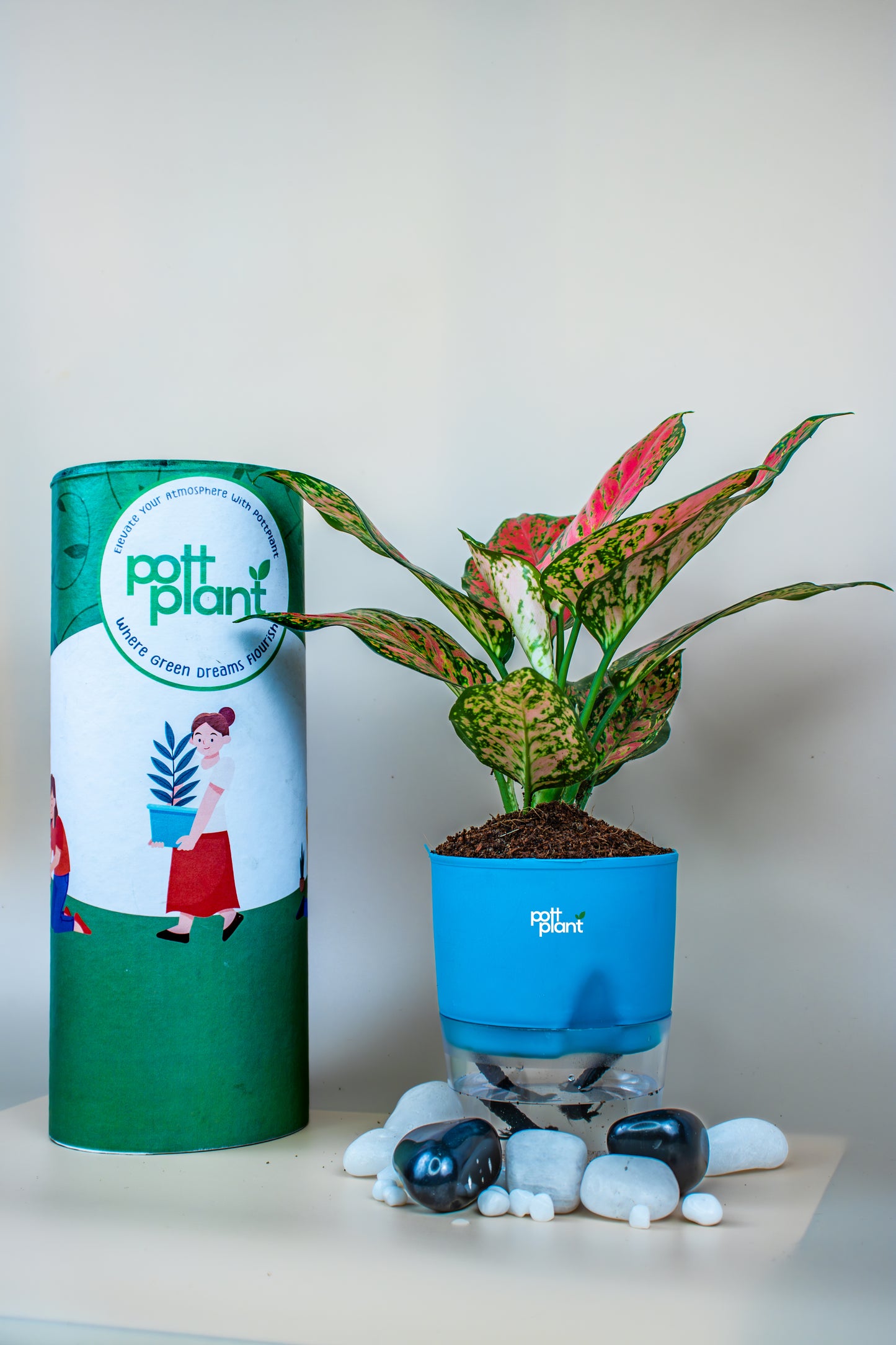 Aglaonema with self watering Pot by PottPlant