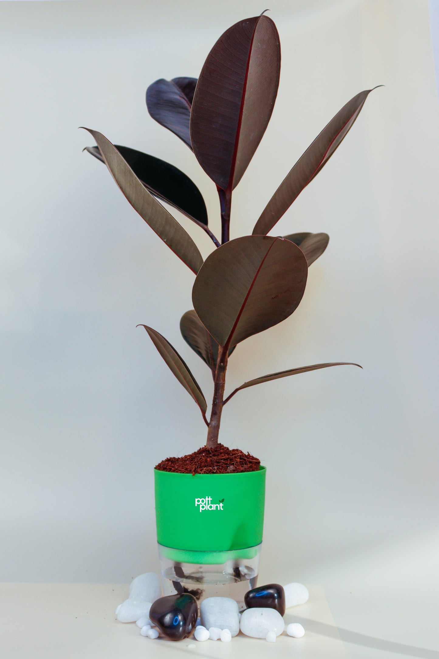 Baby Rubber Plant With Self Watering Pot by PottPlant