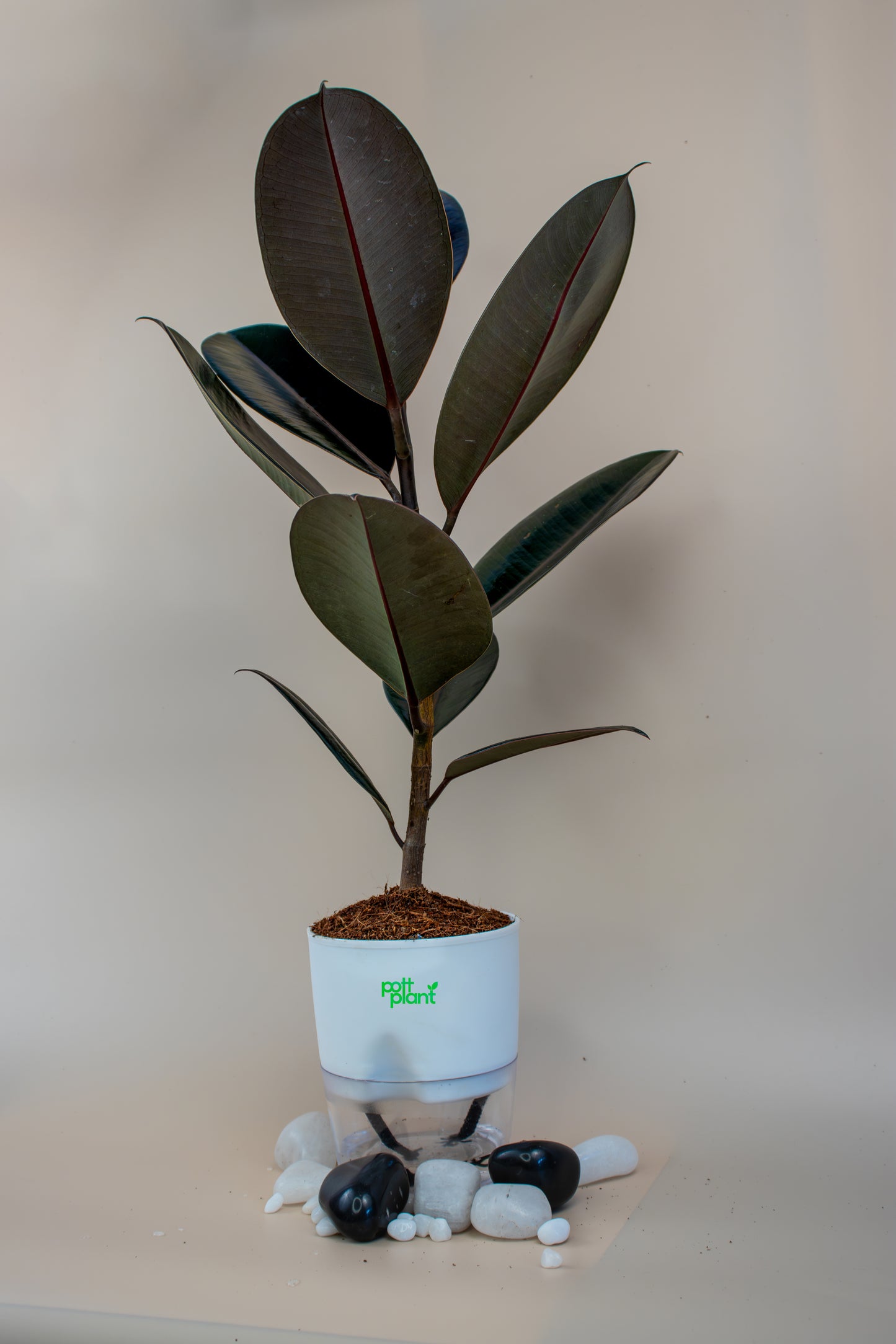 Baby Rubber Plant With Self Watering Pot by PottPlant
