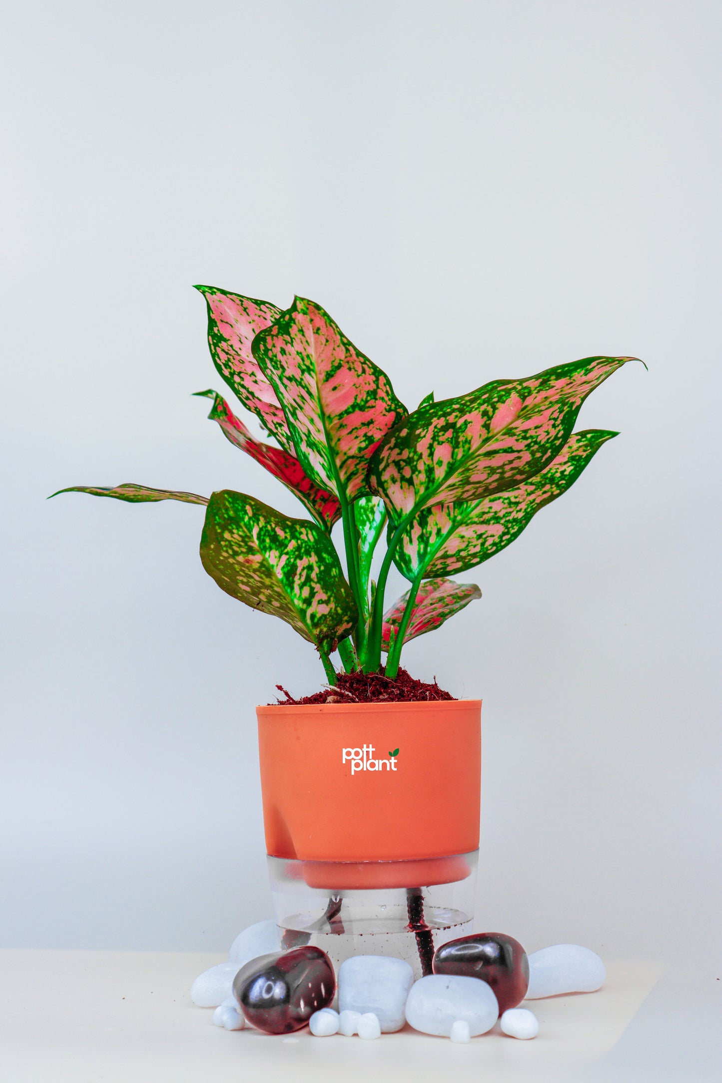 Aglaonema with self watering Pot by PottPlant