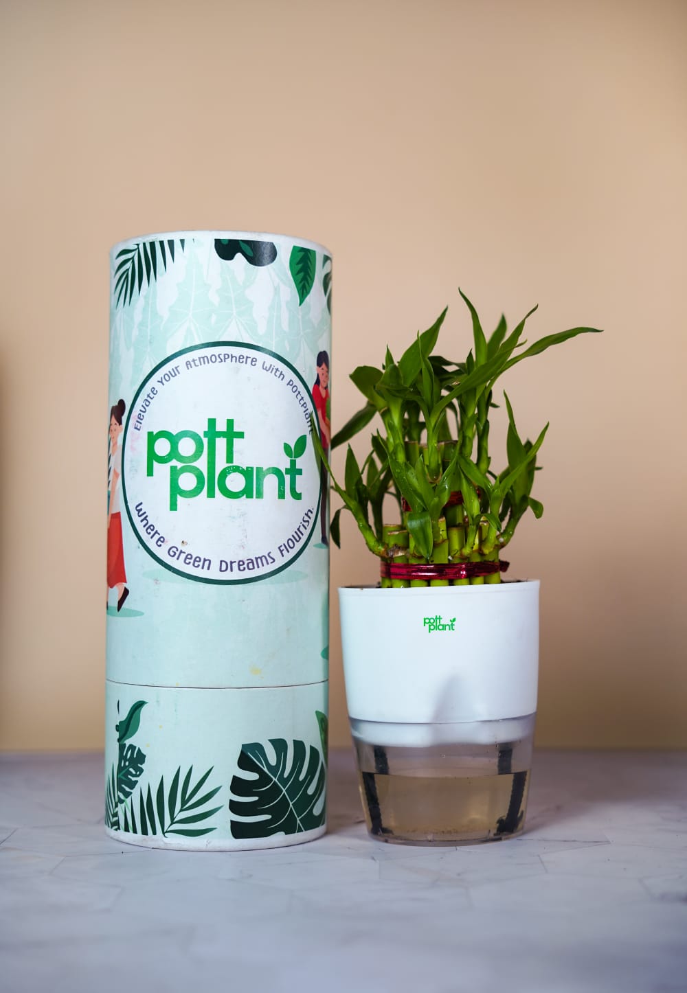Buy Lucky Bamboo Plant Online India | PottPlant