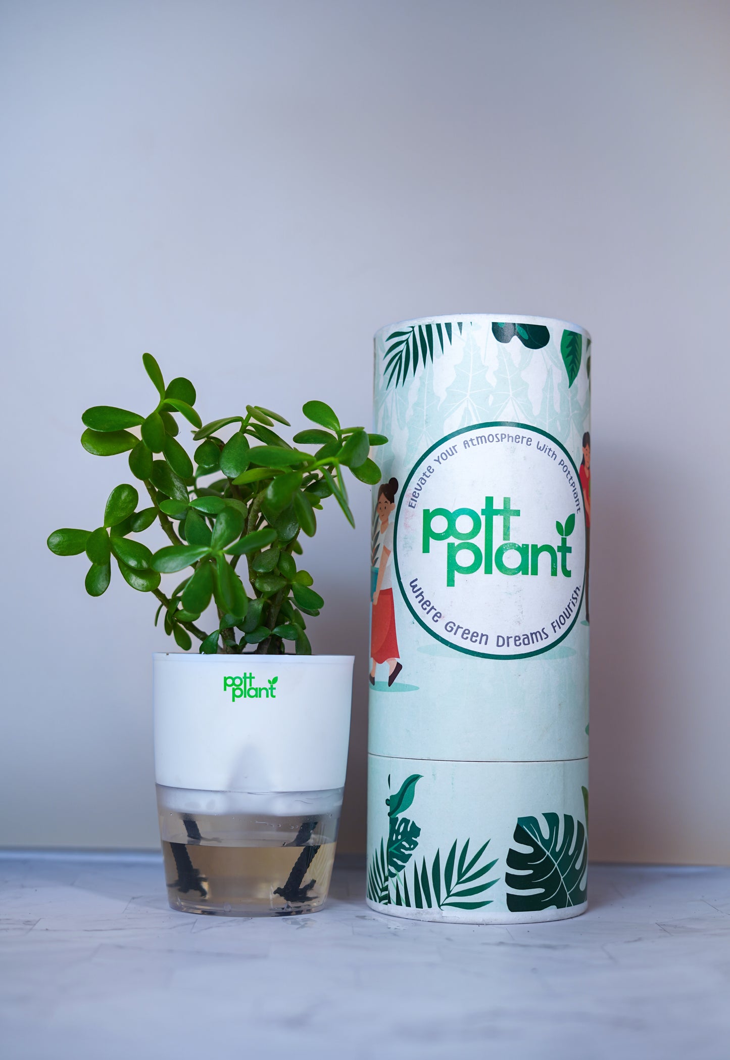 Buy Jade Plant Online India | Self Watering Pot | PottPlant