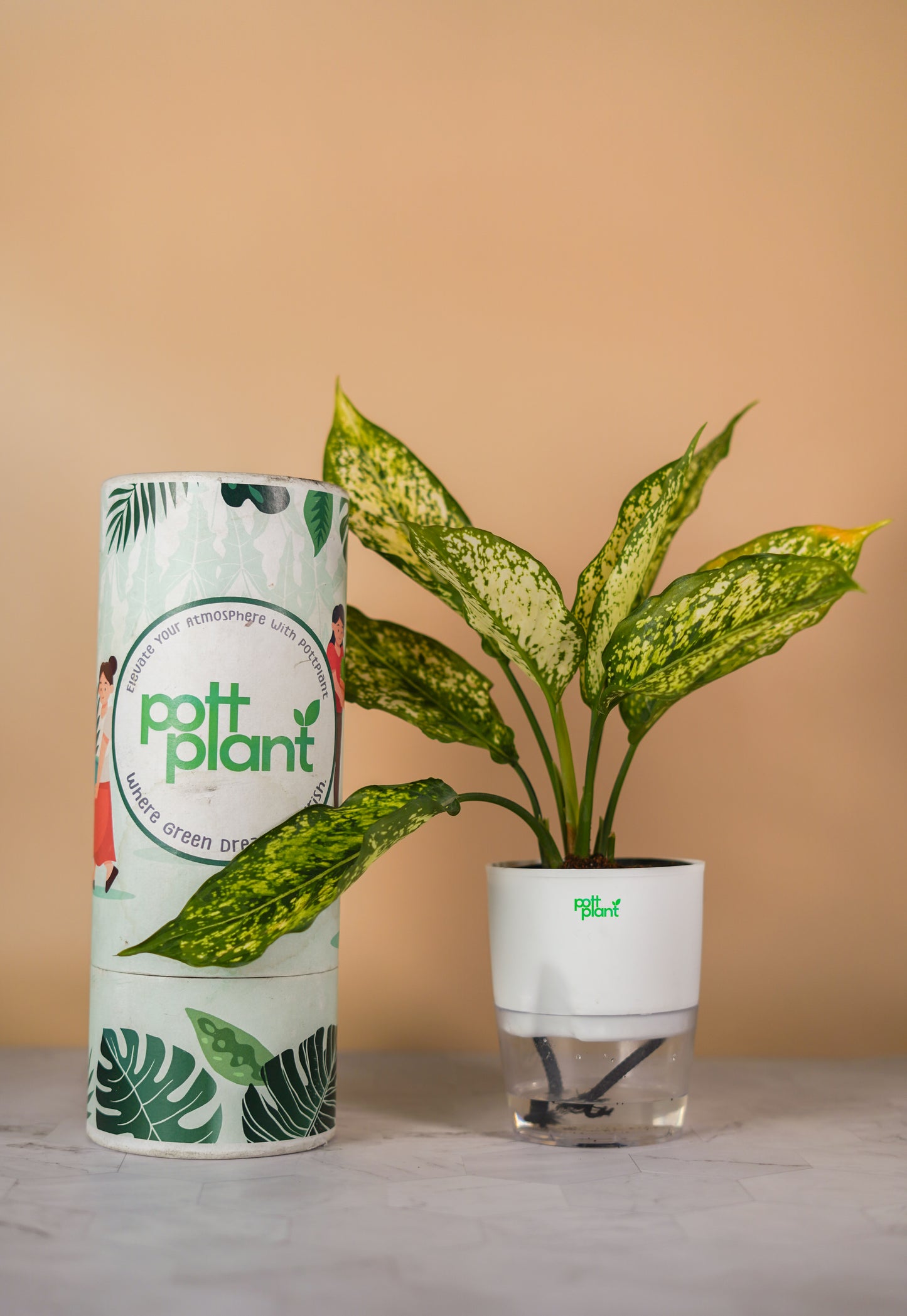 Buy Snow White Aglaonema Plant Online India | PottPlant