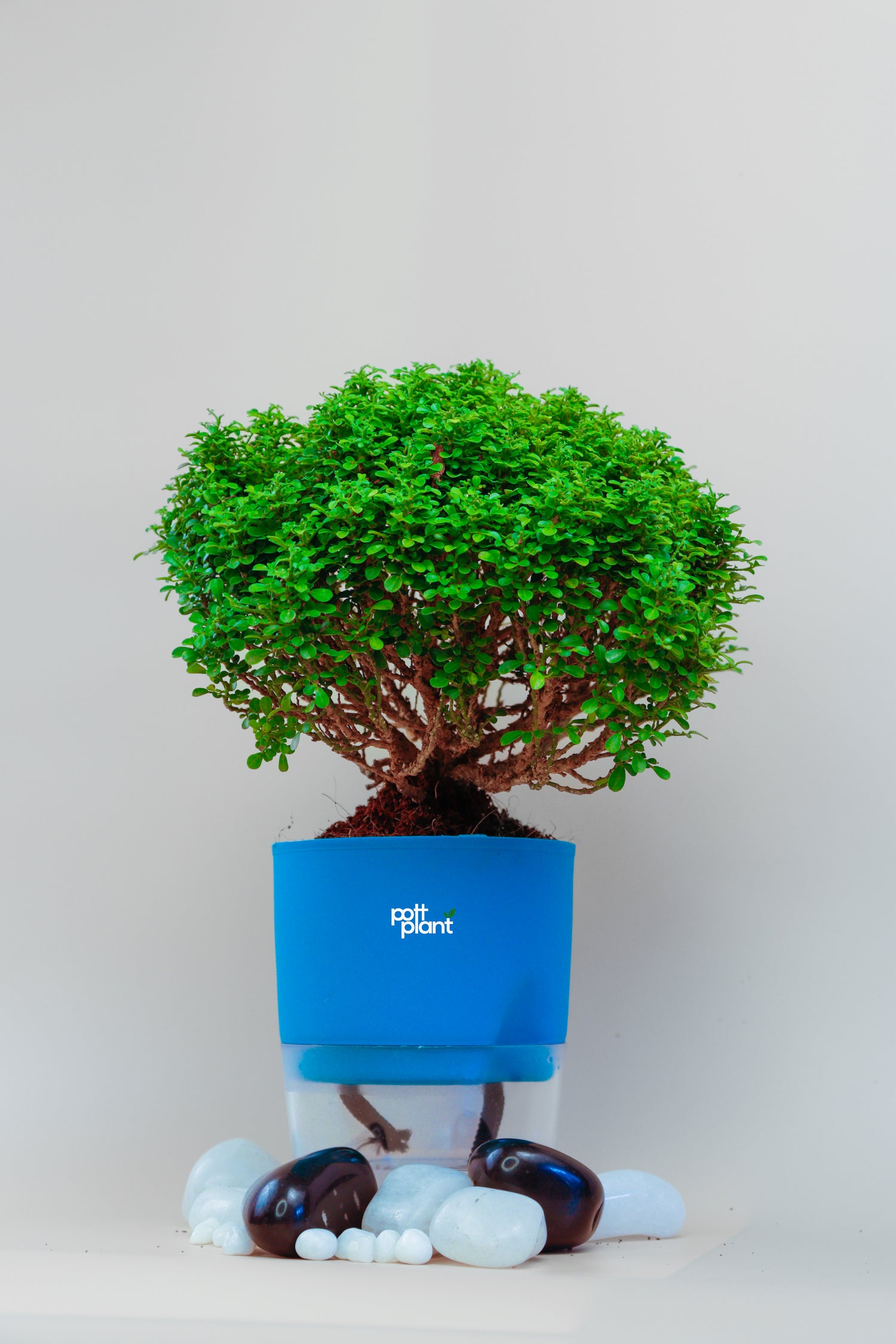 Table Kamini plant with Self Watering sky blue Pot