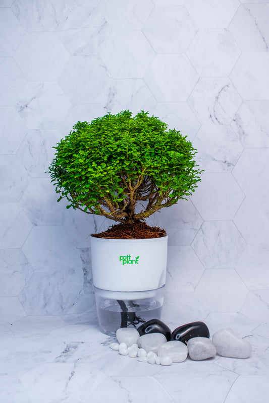 Table Kamini plant with Self Watering white Pot