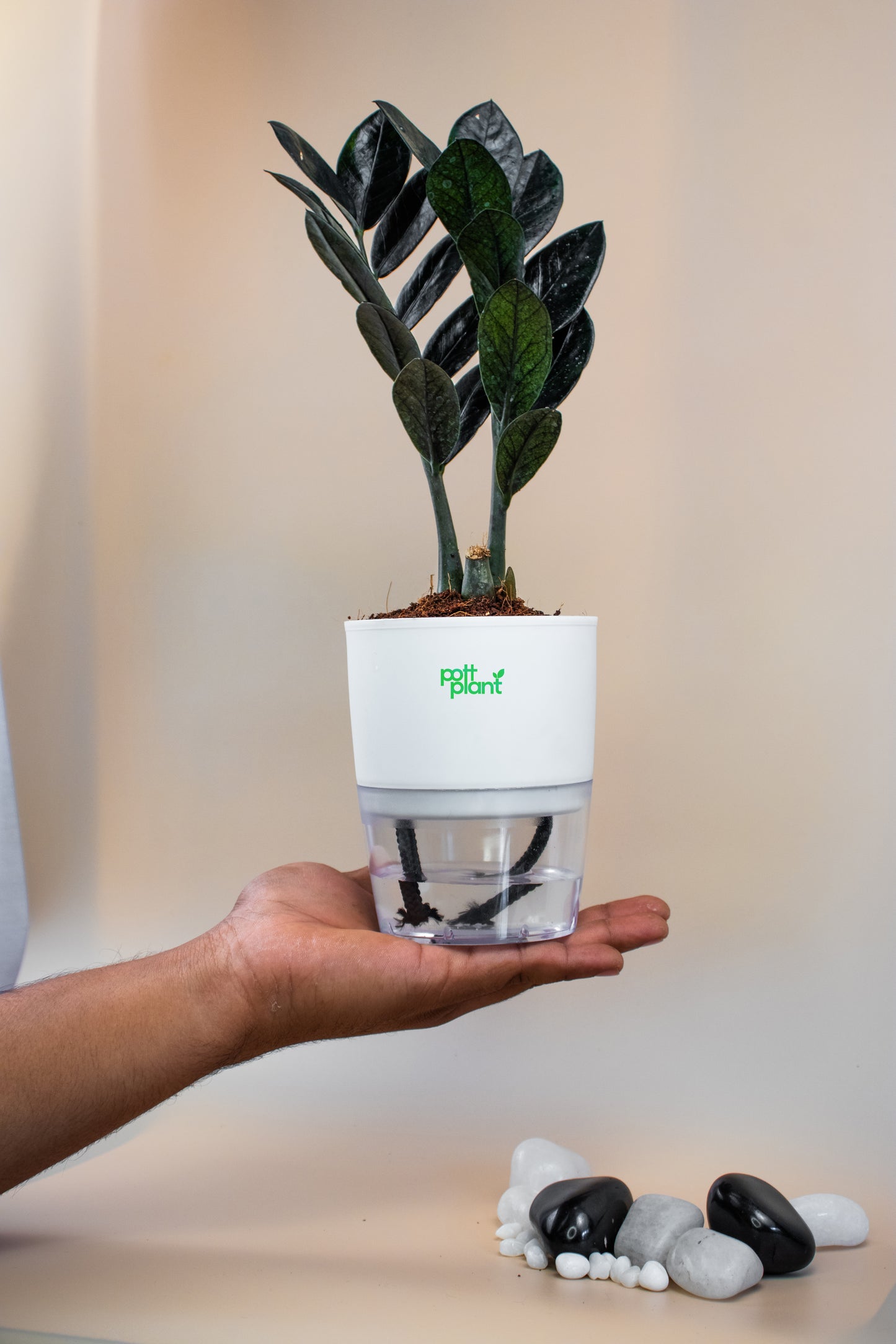 ZZ Black Plant With Self Watering Pot by PottPlant