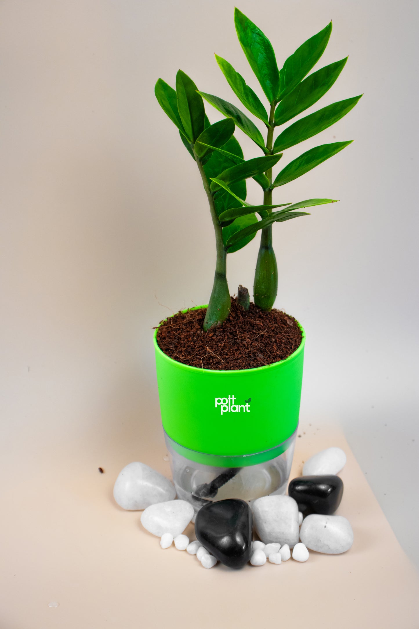 ZZ Green Plant With Self Watering Pot by PottPlant