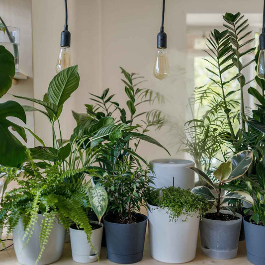 Transforming Your Space with Indoor Plants