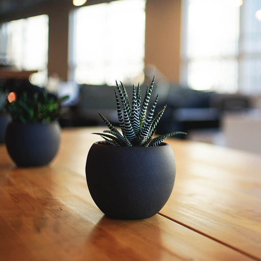 A Guide to Gardening Success