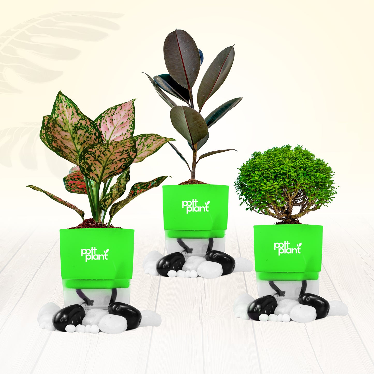 Pottplant Indoor Plant Combo Table Kamini , Aglaonema , Baby Rubber with Green Pot