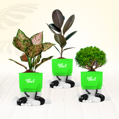 Pottplant Indoor Plant Combo Table Kamini , Aglaonema , Baby Rubber with Green Pot