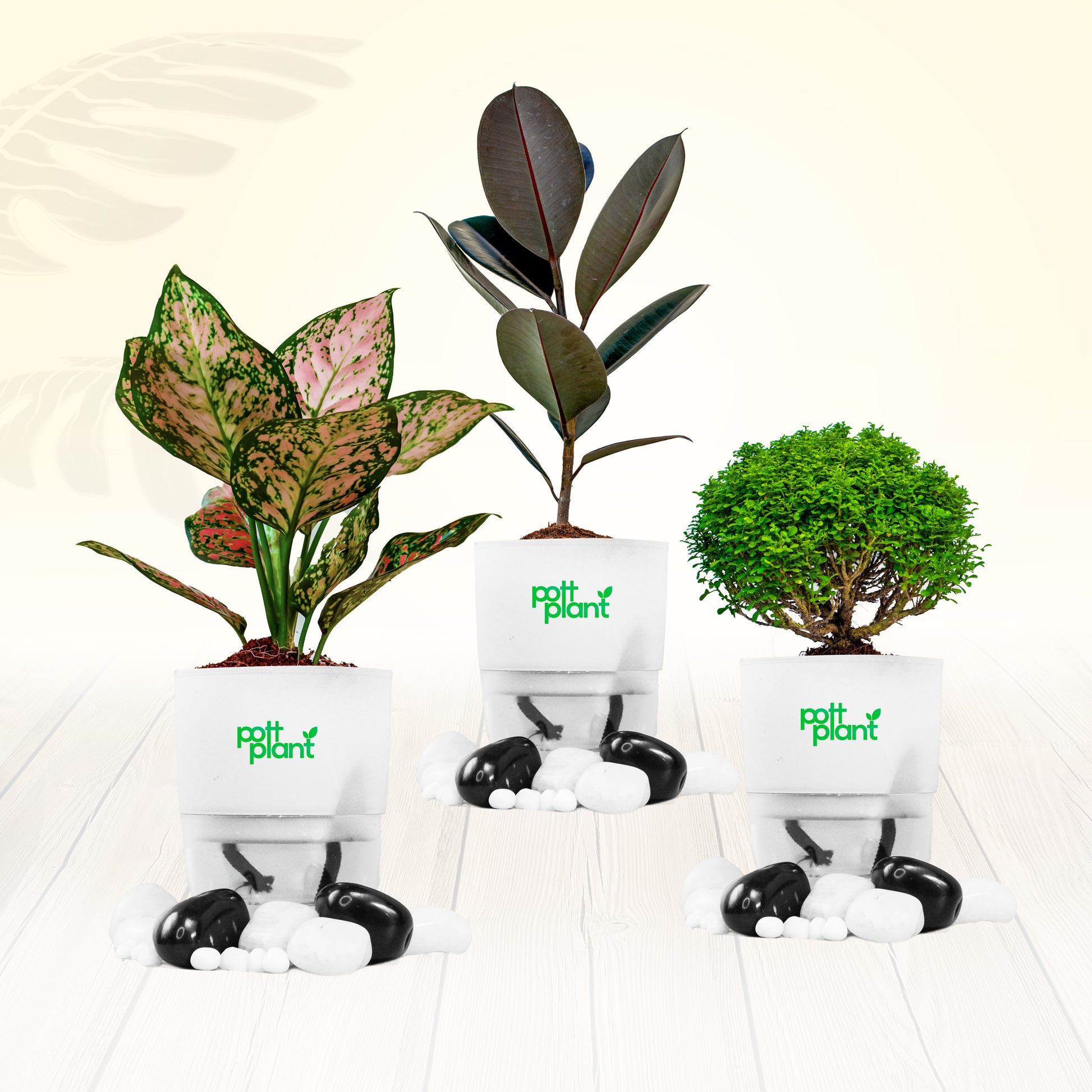 Pottplant Indoor Plant Combo Table Kamini , Aglaonema , Baby Rubber  with White Pot