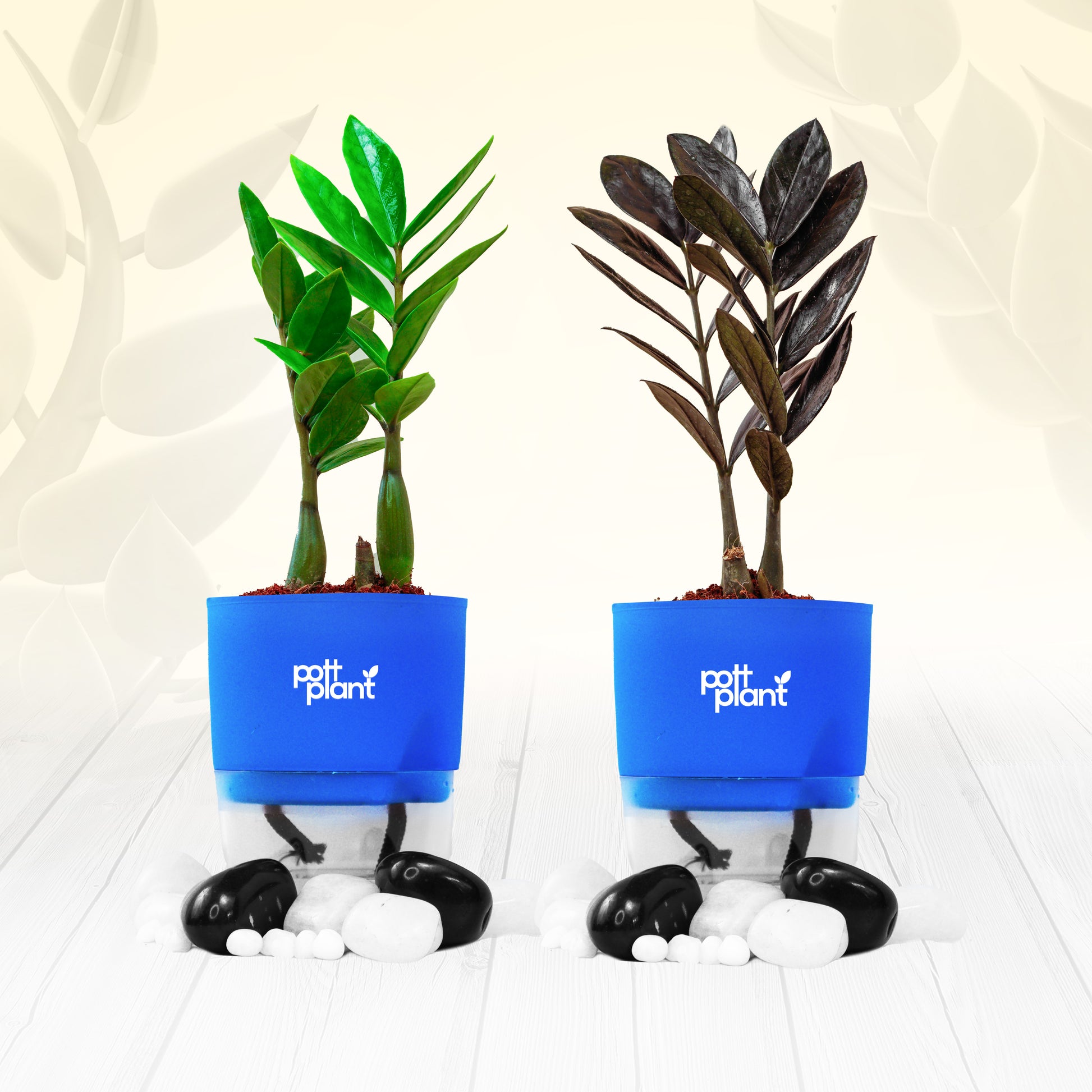 Pottplant Indoor Combo ZZ black and ZZ green Plant with Blue pots.