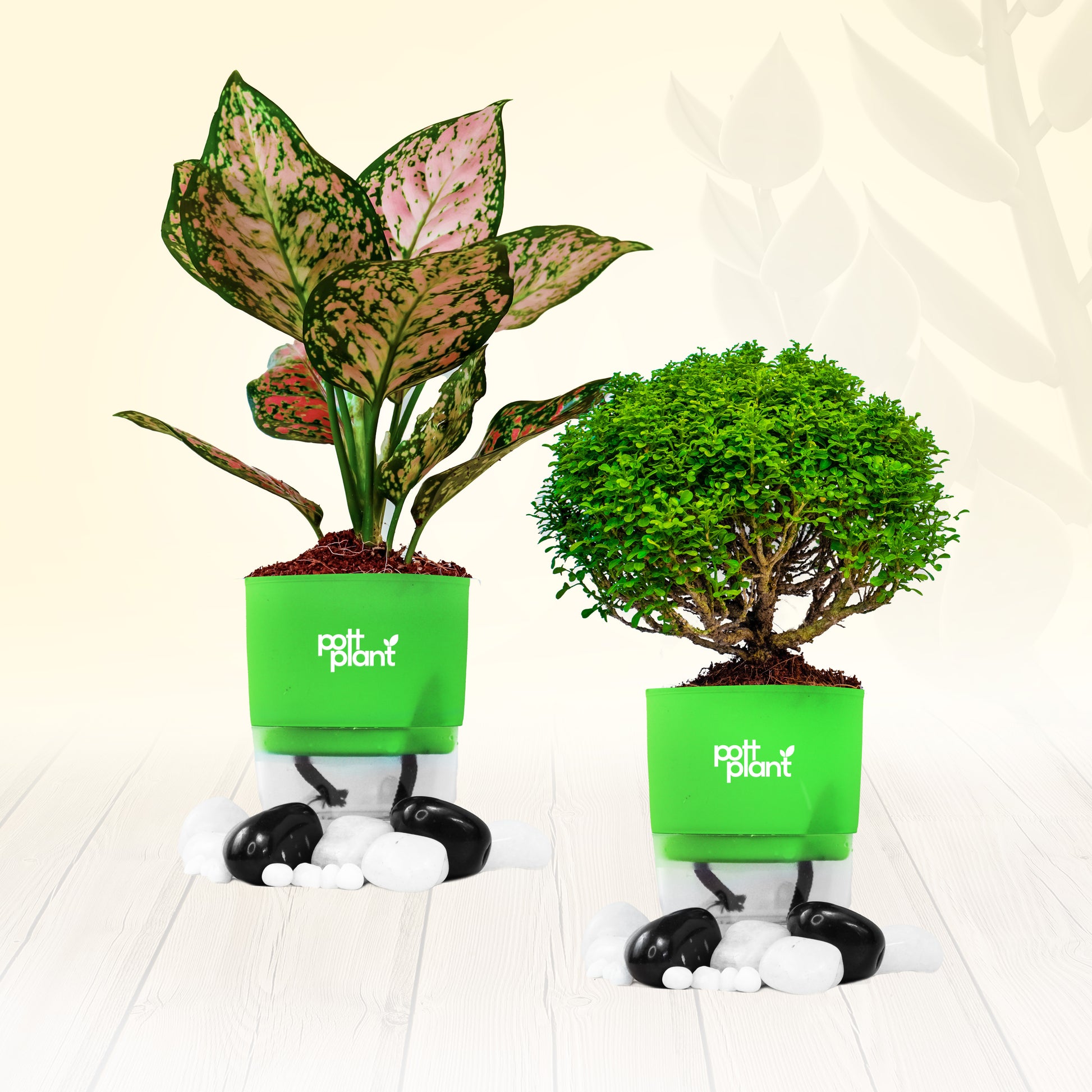 PottPlant Indoor Plant Combo : Table Kamini , Aglaonema with Green pot