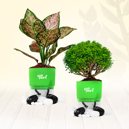 PottPlant Indoor Plant Combo : Table Kamini , Aglaonema with Green pot