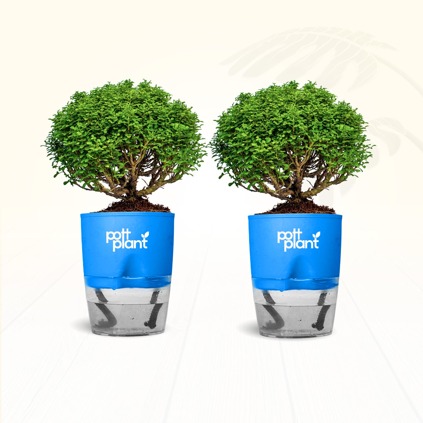 Table Kamini Plant Combo of 2 with Self Watering Pot – PottPlant