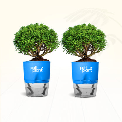 Table Kamini Plant Combo of 2 with Self Watering Pot – PottPlant