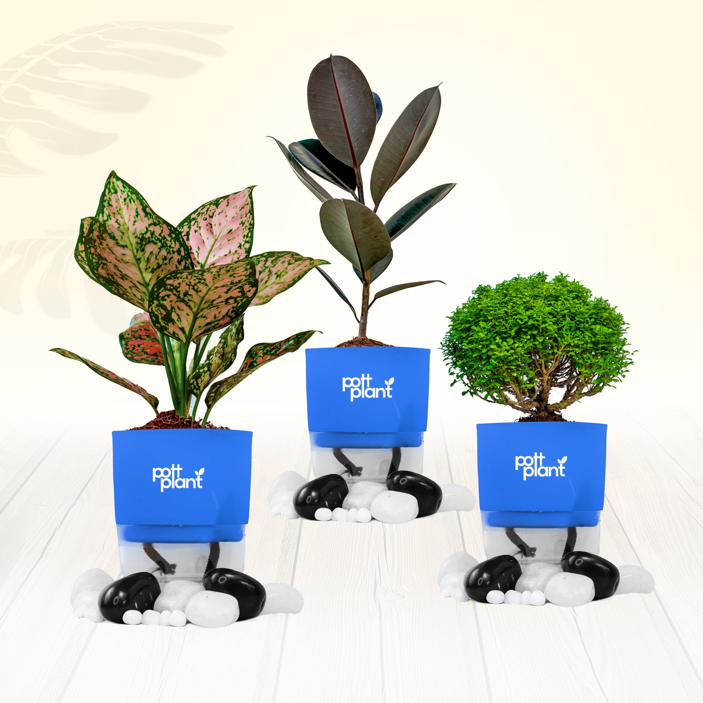 Pottplant Indoor Plant Combo Table Kamini , Aglaonema , Baby Rubber with Blue Pot