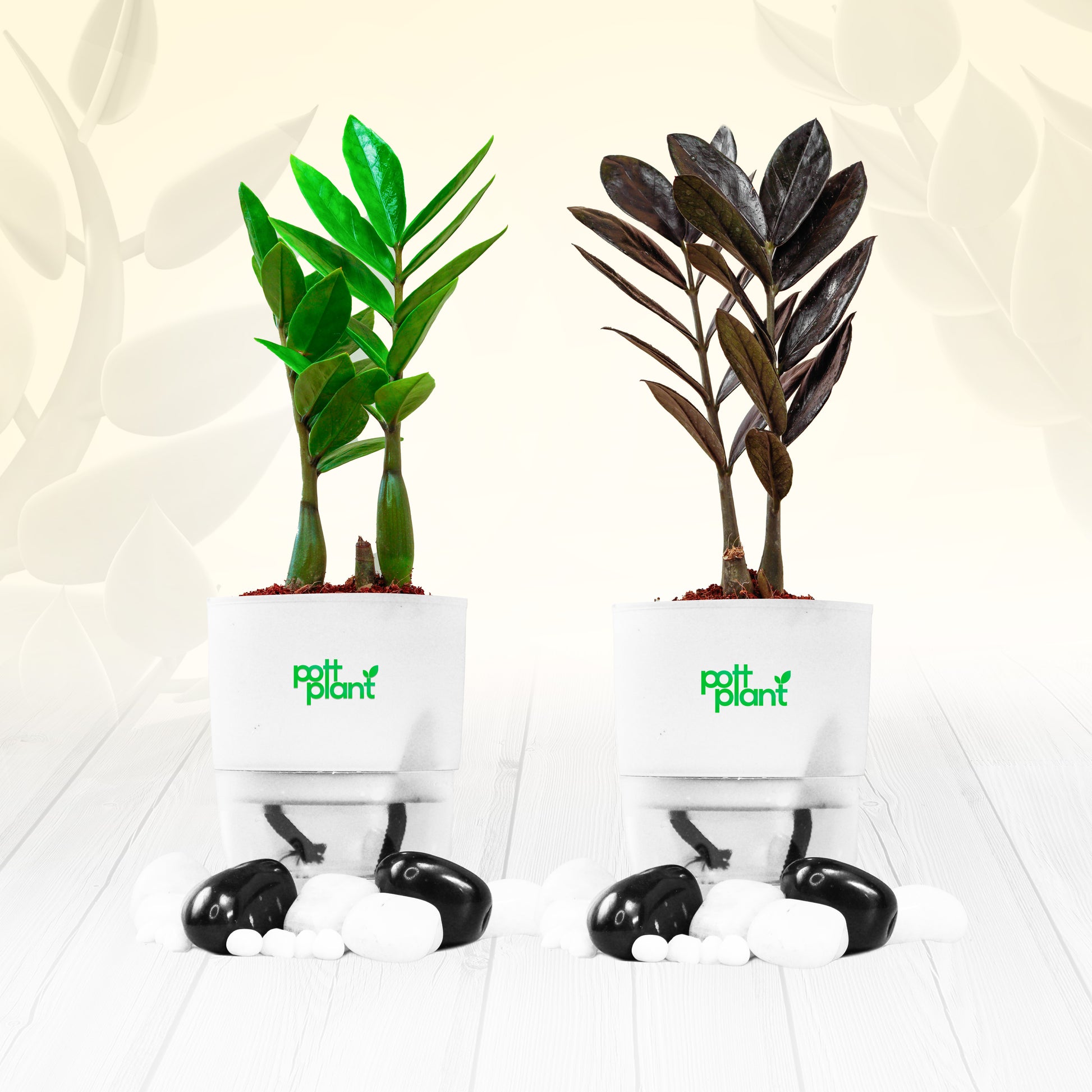 Pottplant Indoor Combo ZZ black and ZZ green Plant with   White pots.