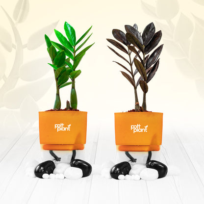 Pottplant Indoor Combo ZZ black and ZZ green Plant with Qrange pots.