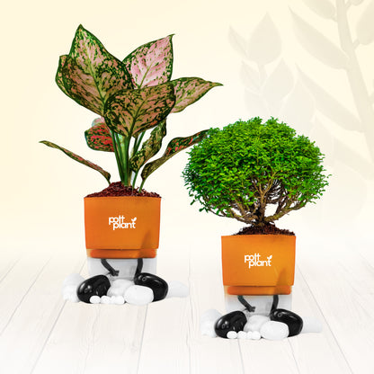 PottPlant Indoor Plant Combo : Table Kamini , Aglaonema with Orange pot
