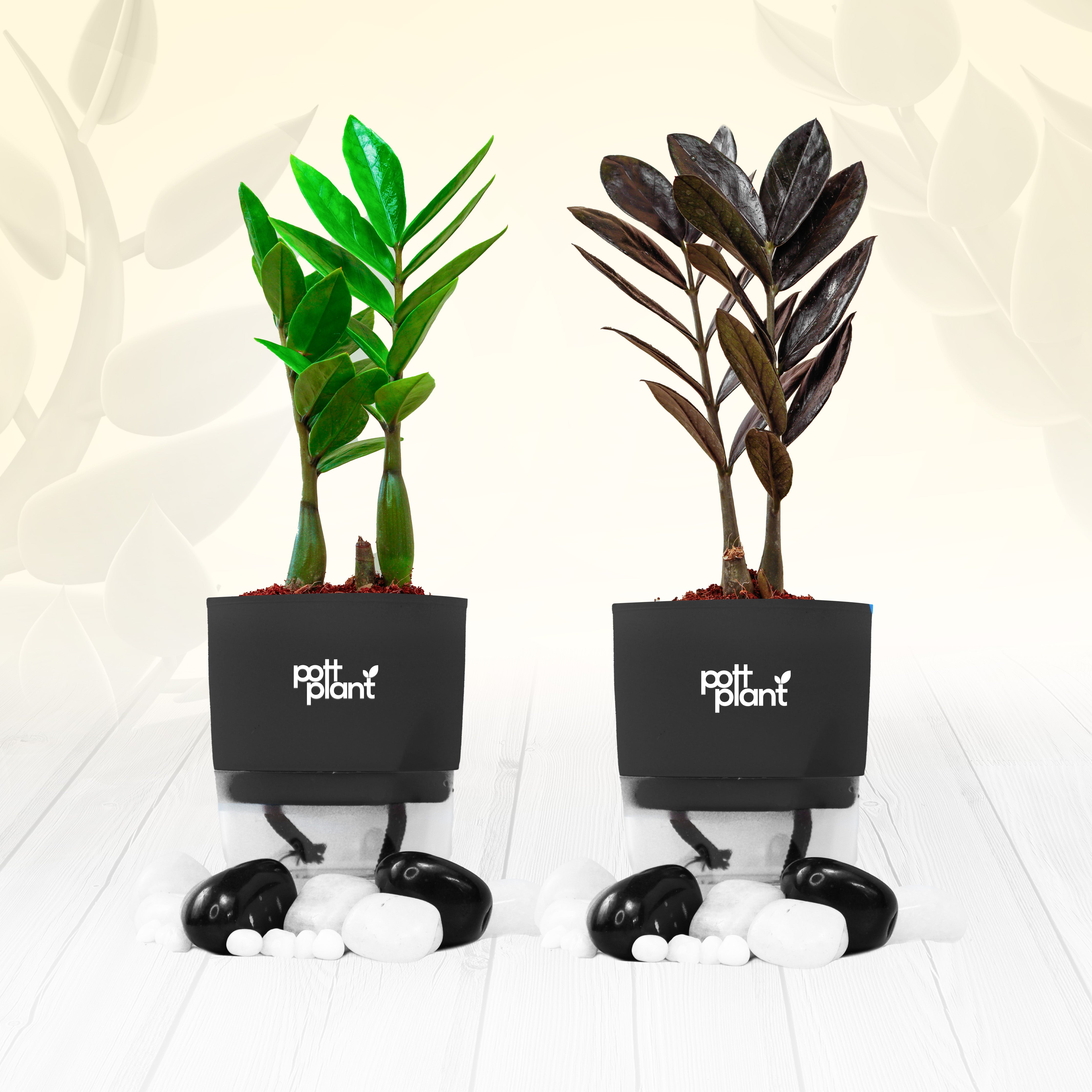 Pottplant Indoor Plants Combo : ZZ black and ZZ green Plant