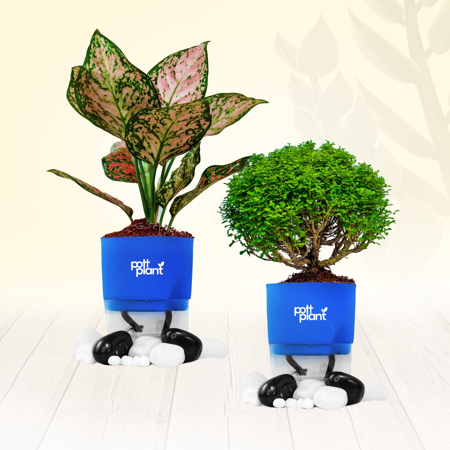 PottPlant Indoor Plant Combo : Table Kamini , Aglaonema with Blue pot