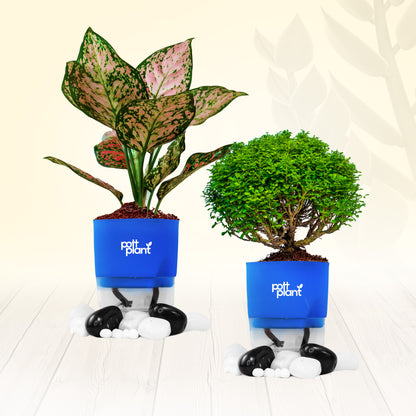 PottPlant Indoor Plant Combo : Table Kamini , Aglaonema with Blue pot