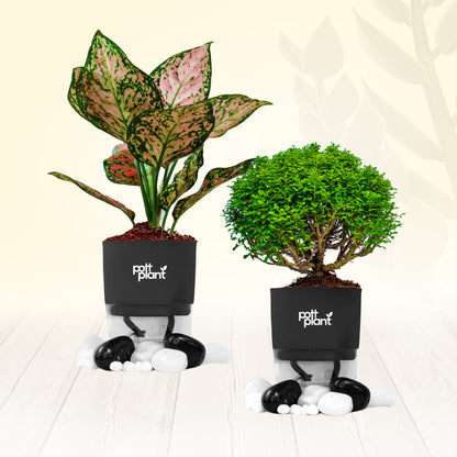PottPlant Indoor Plant Combo : Table Kamini , Aglaonema with Black pot