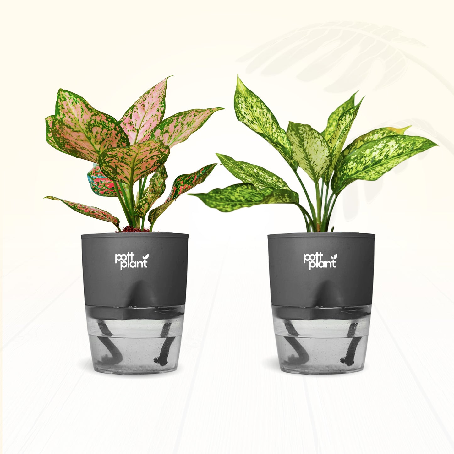 Red Valentine & Snow White Aglaonema Combo | Air Purifying Indoor Plants | Set of 2 Live Plants for Home & Office