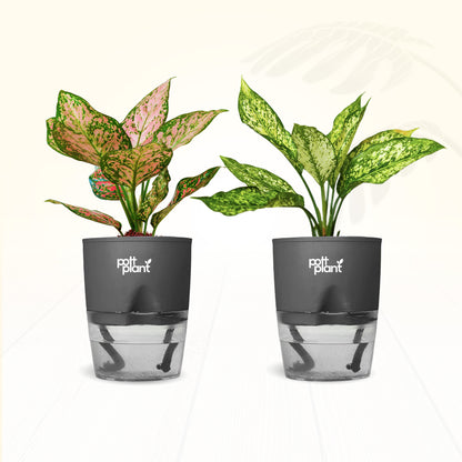 Red Valentine & Snow White Aglaonema Combo | Air Purifying Indoor Plants | Set of 2 Live Plants for Home & Office