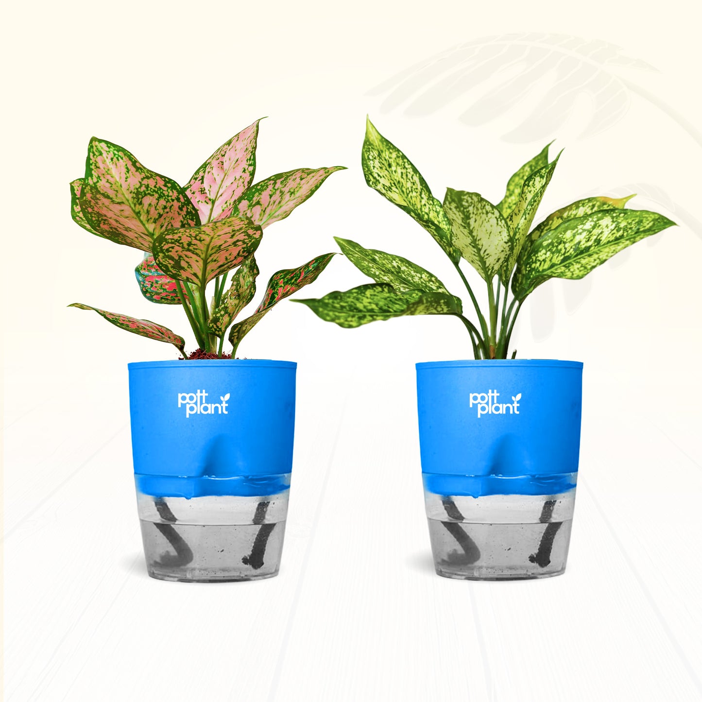 Red Valentine & Snow White Aglaonema Combo | Air Purifying Indoor Plants | Set of 2 Live Plants for Home & Office